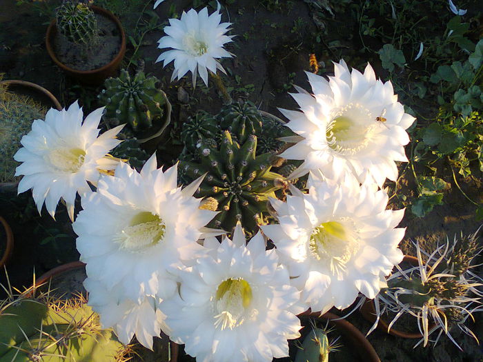 Fotografie0107 - Echinopsis