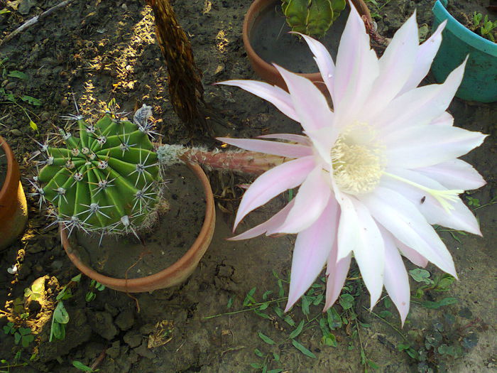 Fotografie0344 - Echinopsis