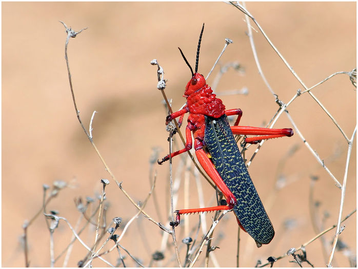  - Fluturi si insecte