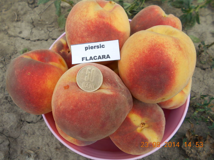 FLACARA ( 200 - 300 gr ) - piersic FLACARA
