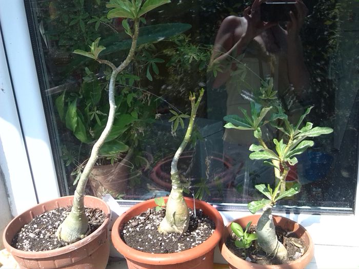 adeniumi maturi grefati - ADENIUM si PLUMERIA asa arata acum 2014