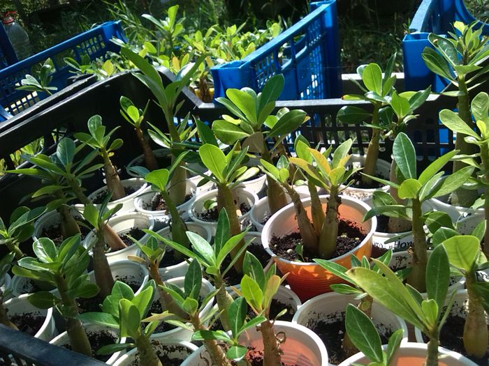 IMG_20140815_130039 - ADENIUM si PLUMERIA asa arata acum 2014