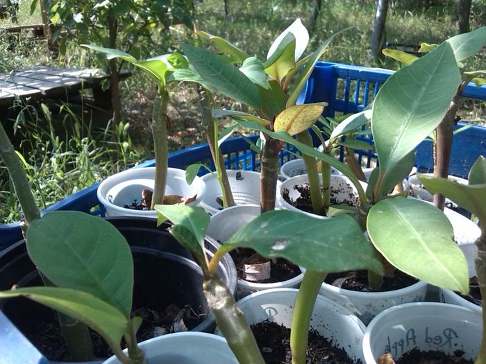 IMG_20140815_130053 - ADENIUM si PLUMERIA asa arata acum 2014