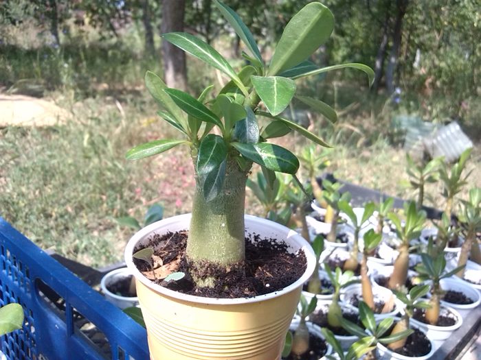 unul dintre preferati - ADENIUM si PLUMERIA asa arata acum 2014