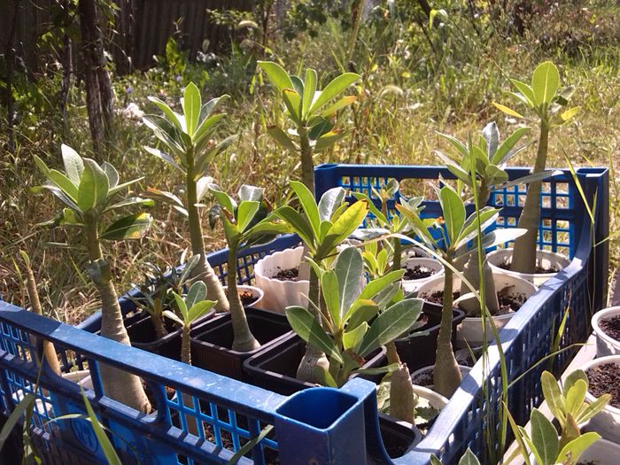 IMG_20140815_130858 - ADENIUM si PLUMERIA asa arata acum 2014