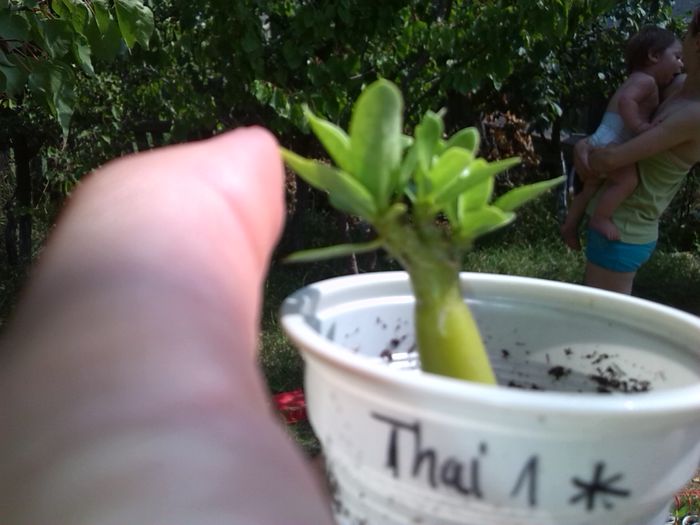 adenium ramificat