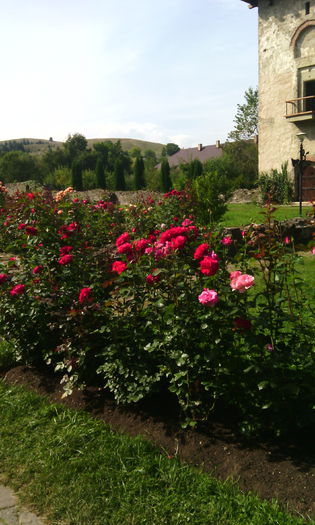 Manast Humor - La manastiri in Bucovina