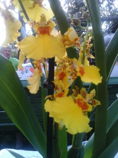 oncidium; cadou de ziua mea:)
