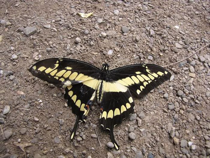 Papilio thoas - Fluturi si insecte