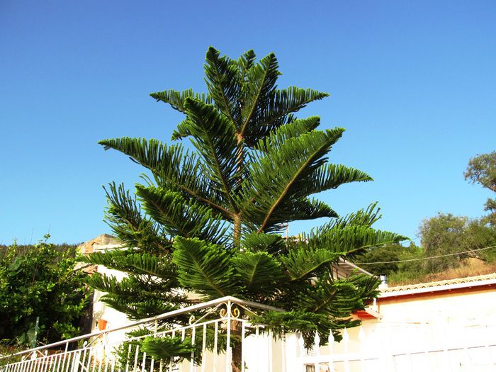 ATHANI (15) - ATHANI VILLAGE