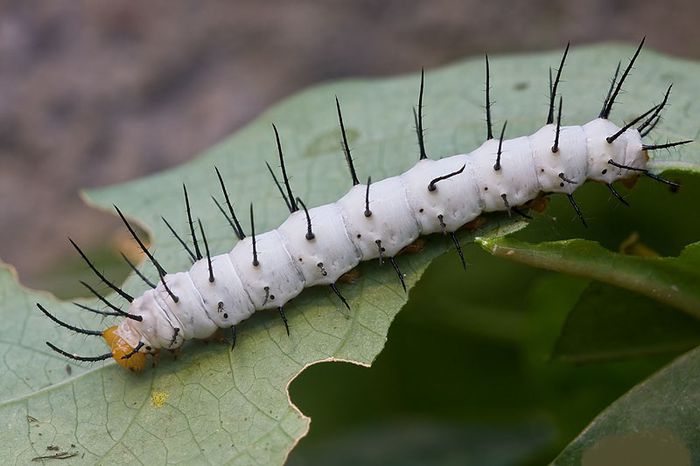 Heliconius melpomene - Fluturi si insecte
