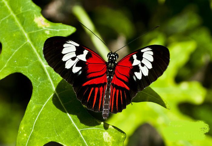 Heliconius melpomene