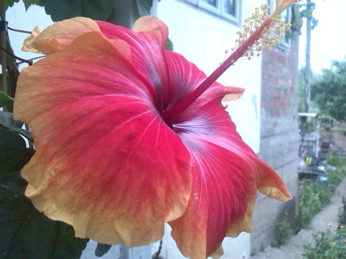 hibiscus Oberon (Tivoli) - hibiscusi