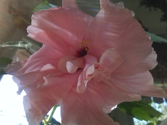 IMG_20140804_100511 - hibiscusi