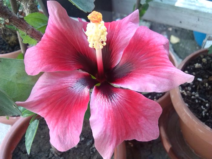 hibiscus Pink Dream - hibiscusi