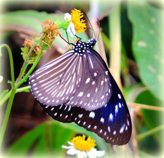 Euploea mulciber - Fluturi si insecte