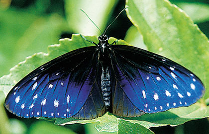 Euploea Mulciber - Fluturi si insecte
