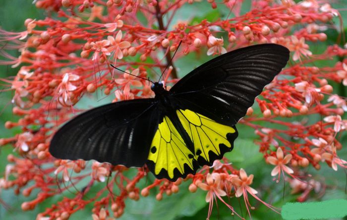 Troides Helena - Fluturi si insecte