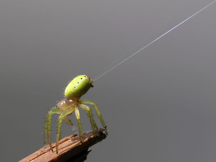  - Fluturi si insecte