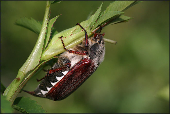  - Fluturi si insecte
