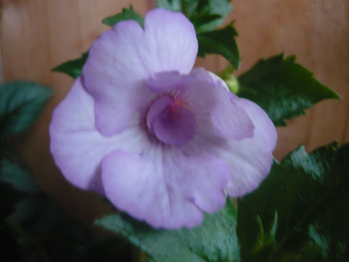 blue temptation - achimenes 2014