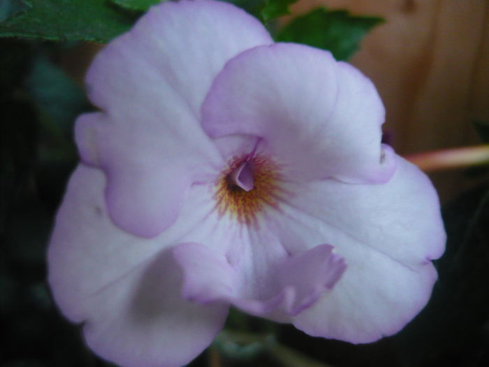 P1070391 - achimenes 2014