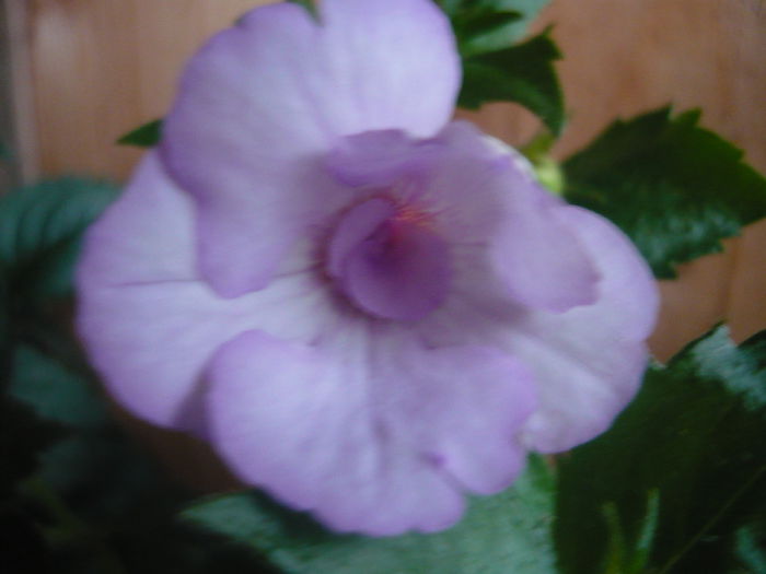 P1070392 - achimenes 2014