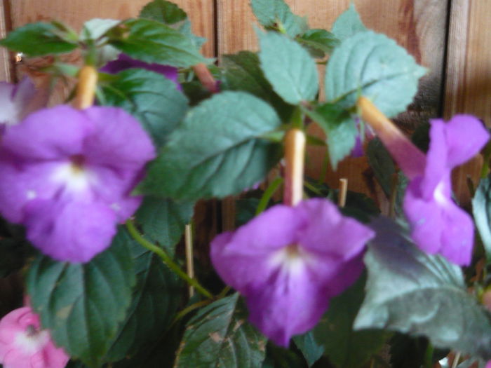 P1070400 - achimenes 2014