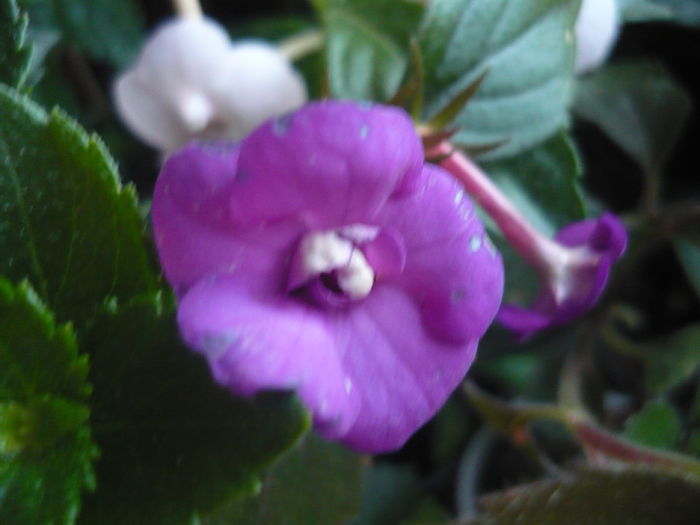 violacea semiplena - achimenes colectie 2014