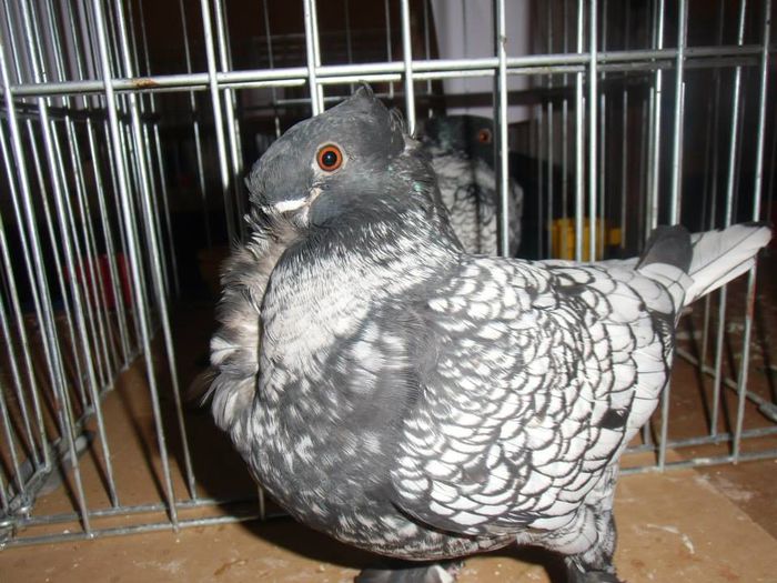 10448797_1473548712903687_2406318616168364784_n - Expozitia Tineret Gherla 2014-Oriental Frill