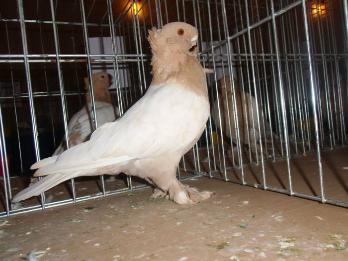 10599225_1473548732903685_3159663031964900181_n