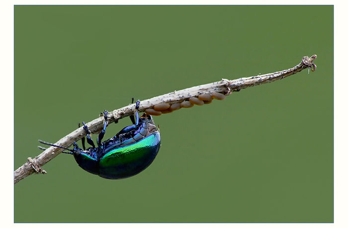  - Fluturi si insecte