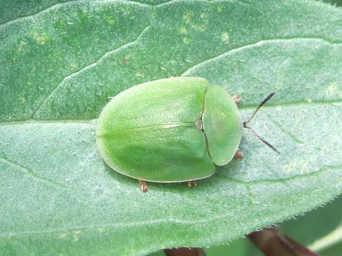 Cassida viridis - Fluturi si insecte