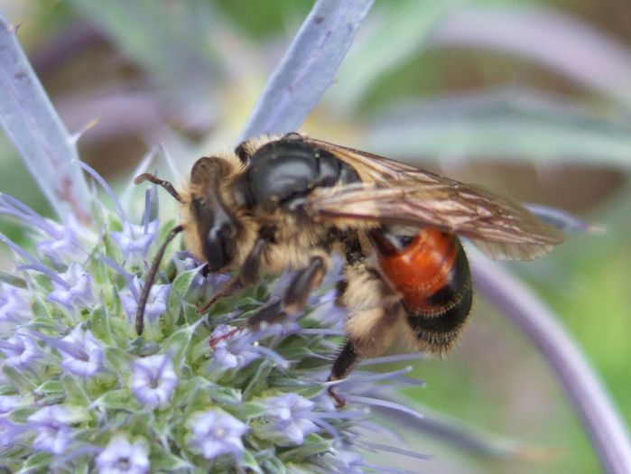 Andrena schencki - Fluturi si insecte