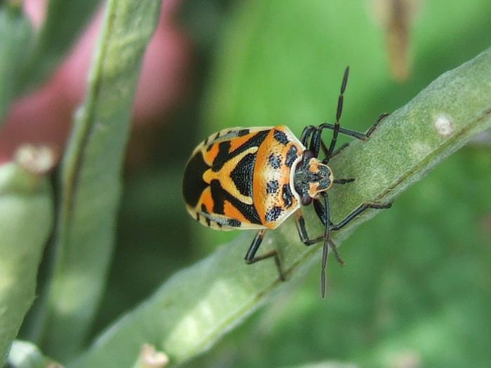 Eurydema dominulus - Fluturi si insecte
