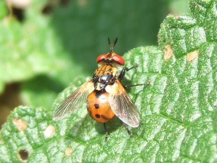 Gymnosoma rotundatum - Fluturi si insecte