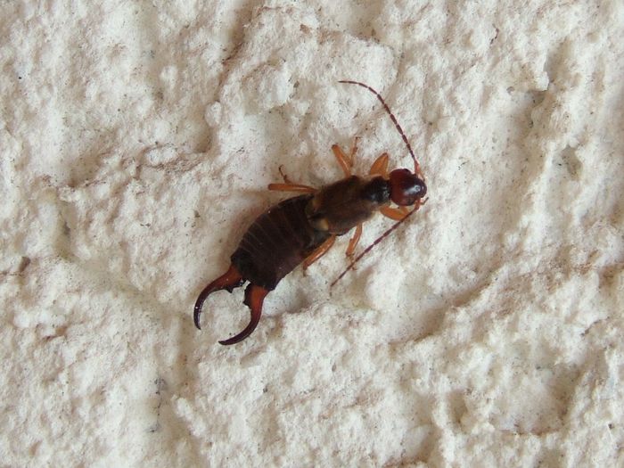 Forficula auricularia - Fluturi si insecte