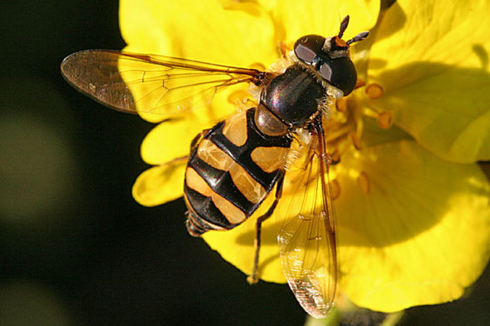 Didea fasciata - Fluturi si insecte