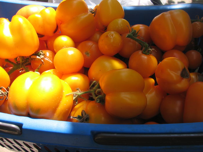 10 kg tomate galbene - 14-3 Gradina