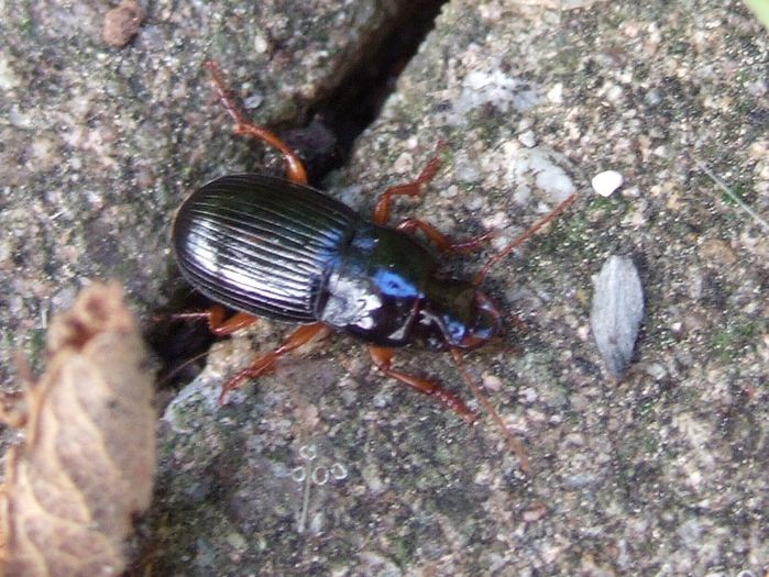 Amara aulica - Fluturi si insecte