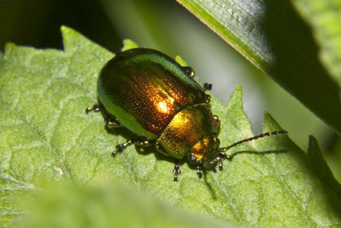 Dipsacus fullonum - Fluturi si insecte