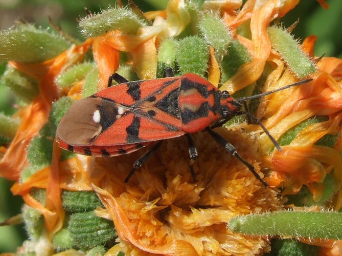 Lygaeus pandurus - Fluturi si insecte