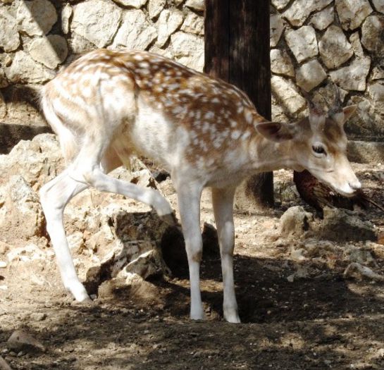 MANASTIREA FANEROMENI (31) - MANASTIREA FANEROMENI