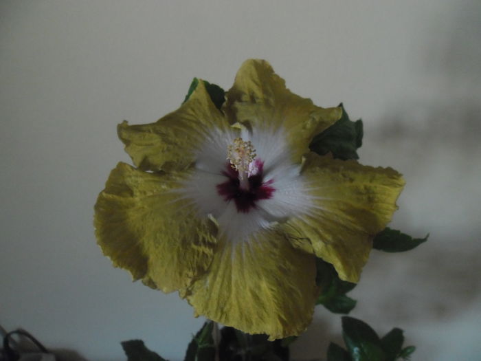 Tahitian Joseph Domino