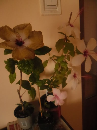 068