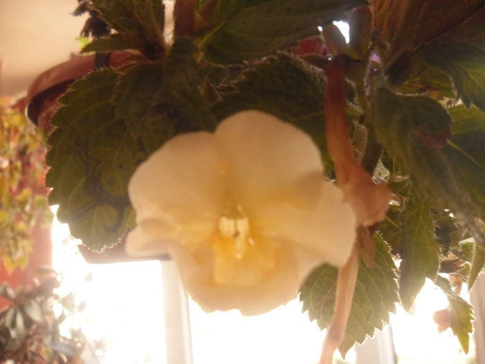 Himalayan sunrise - Achimenes