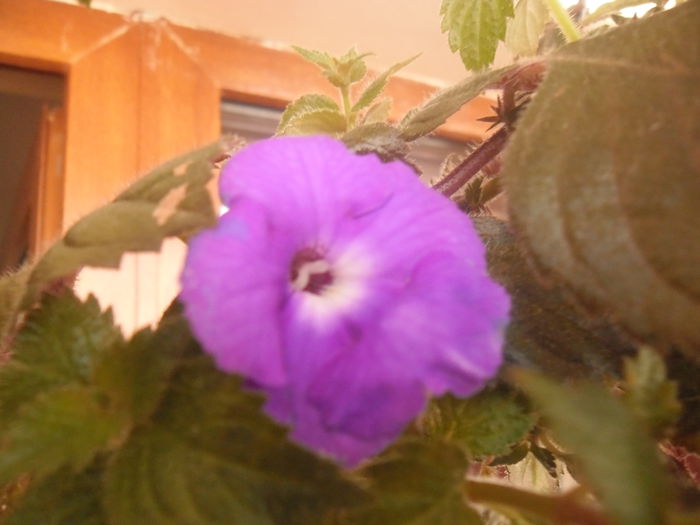 Hilda Michelson - Achimenes