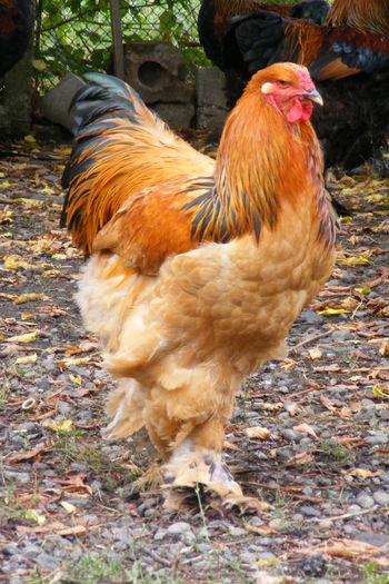 COCOSI BRAHMA 2014 (10)