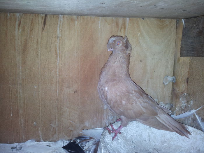 110637 - pui 2014 BM