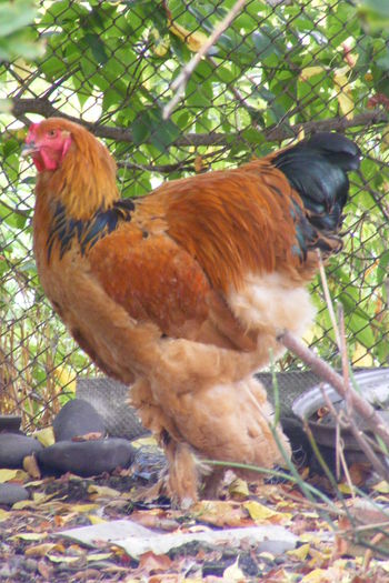 COCOSI BRAHMA 2014 (6)